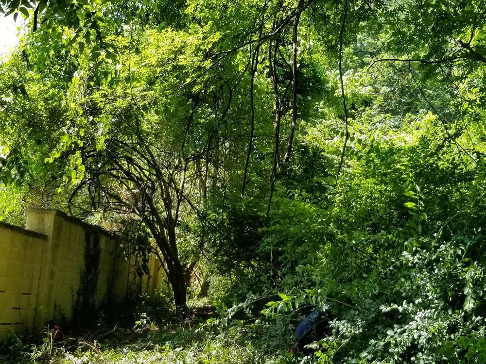 Professional lawn care service for homes across White House, TN - Coopers Lawn Landscaping and Handyman Services