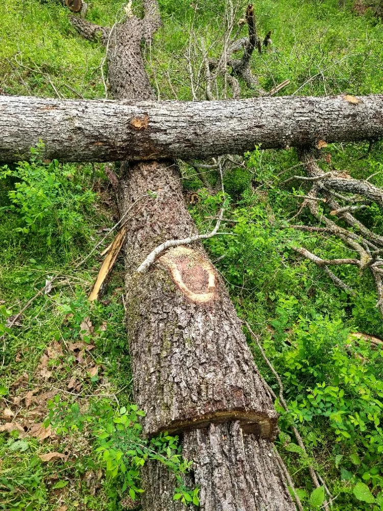 Affordable yard cleanup service near you in Siloam Springs, AR by Coopers Property Solutions