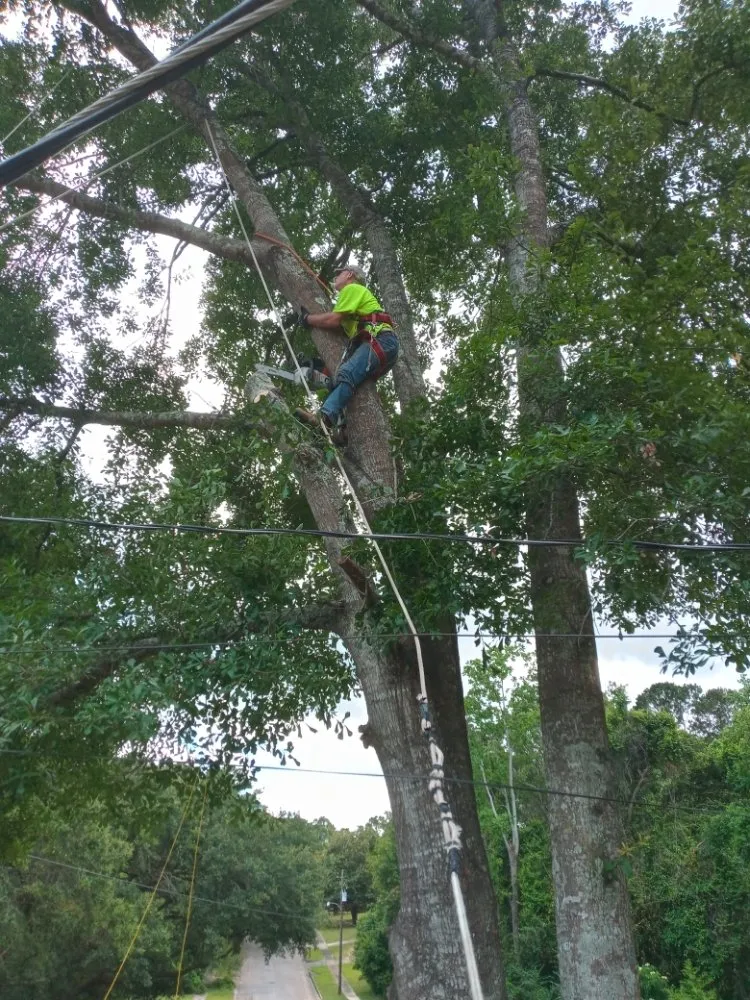 Expert lawn care service in Mobile, AL by Cooper's Tree Service