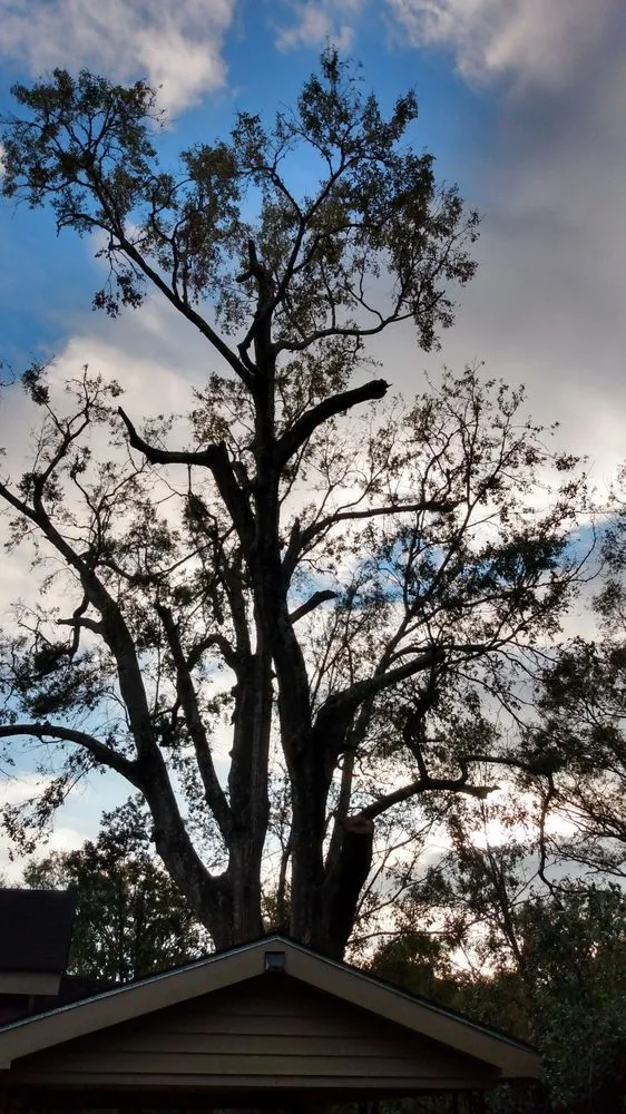 Professional yard cleanup service for year-round maintenance across Mobile, AL - Cooper's Tree Service