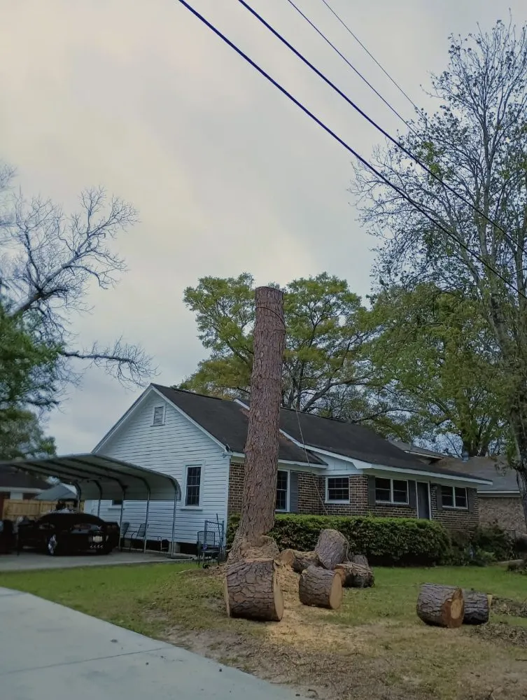 Top-rated yard maintenance experts serving Mobile, AL - Cooper's Tree Service