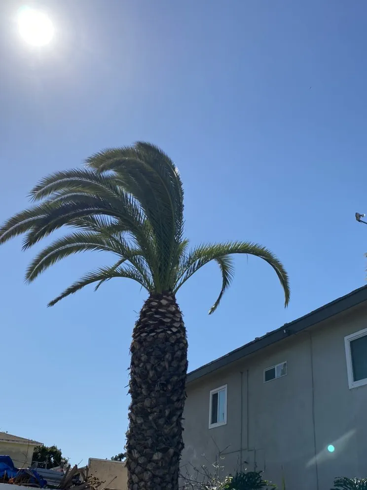 Affordable lawn care service for outdoor upgrades in Los Angeles, CA by Copados Landscaping