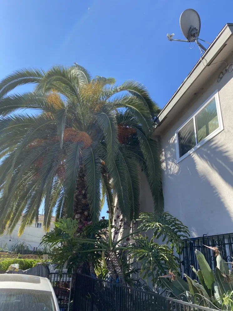 Trusted landscape design near you in Los Angeles, CA by Copados Landscaping