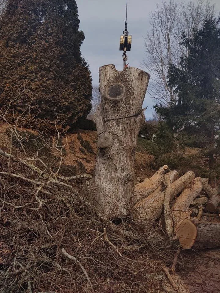 Local yard maintenance experts serving Clyde, NC - Cope Tree Service & Mulch Delivery