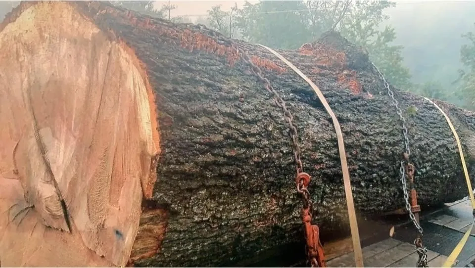 Top-rated outdoor landscaping for year-round maintenance across Clyde, NC - Cope Tree Service & Mulch Delivery