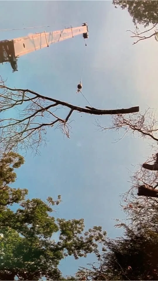 Local outdoor landscaping experts serving Clyde, NC - Cope Tree Service & Mulch Delivery