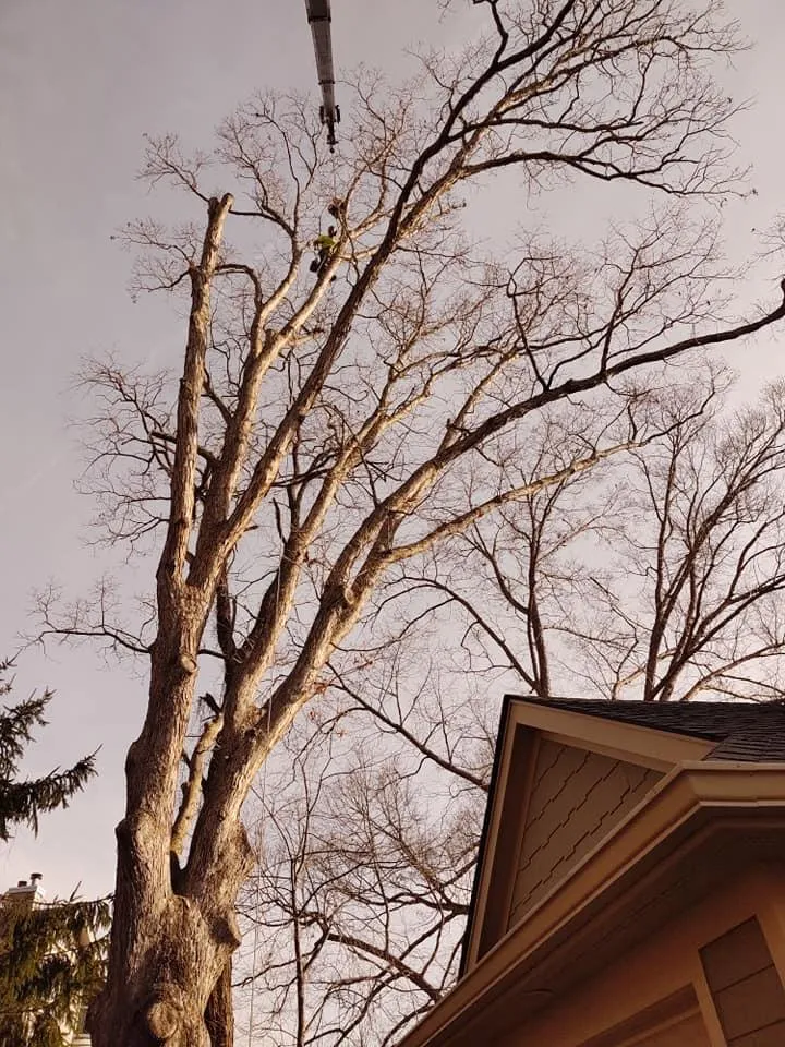 Expert yard cleanup service in Clyde, NC by Cope Tree Service & Mulch Delivery