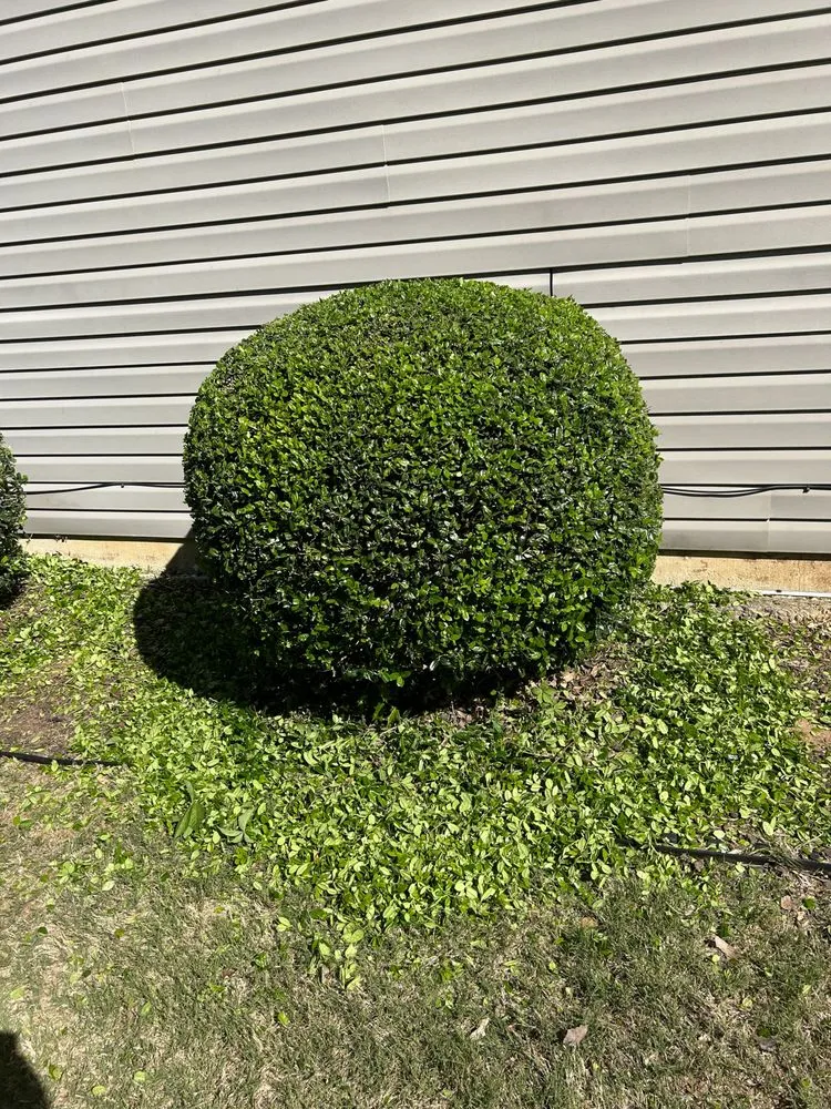 Professional yard cleanup service for residential properties in Conyers, GA by Copop