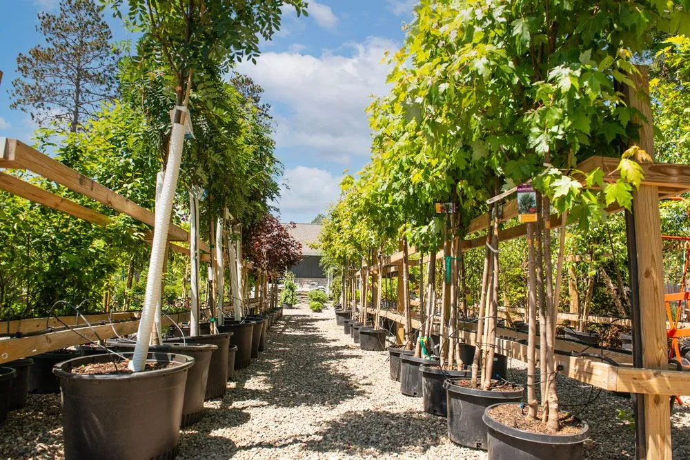 Professional lawn care service for beautiful yards across Nisswa, MN - Copper Creek