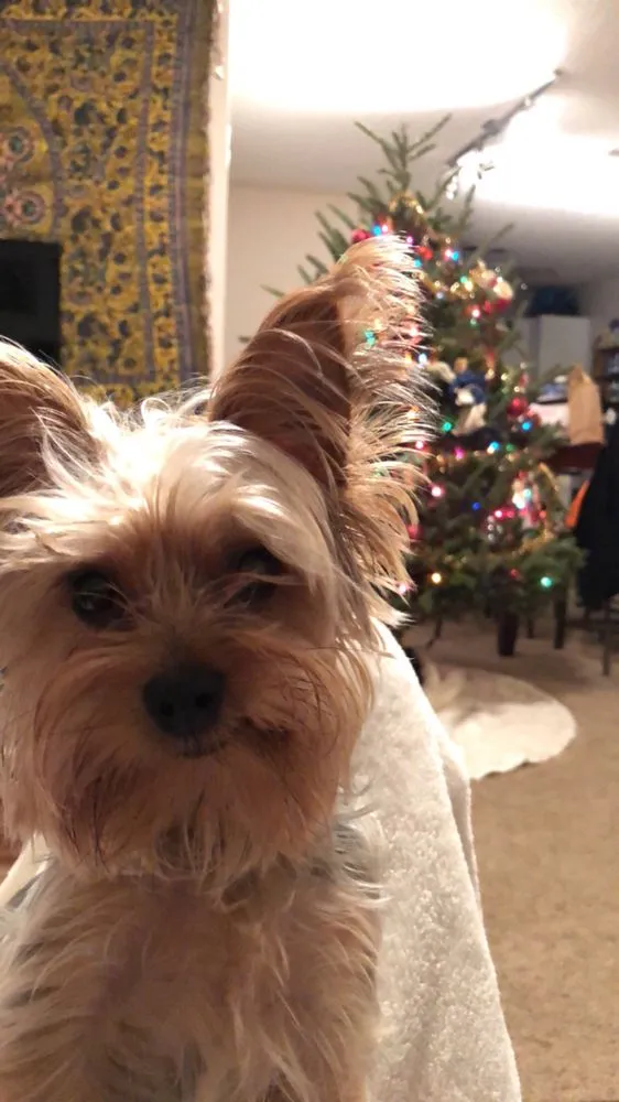 Local lawn mowing service with custom design across Brentwood, TN - Copper Lining Landscapes