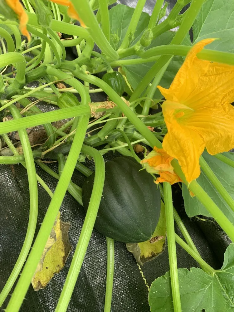 Custom landscape installation in Charlestown, RI by Coppermyne Farm