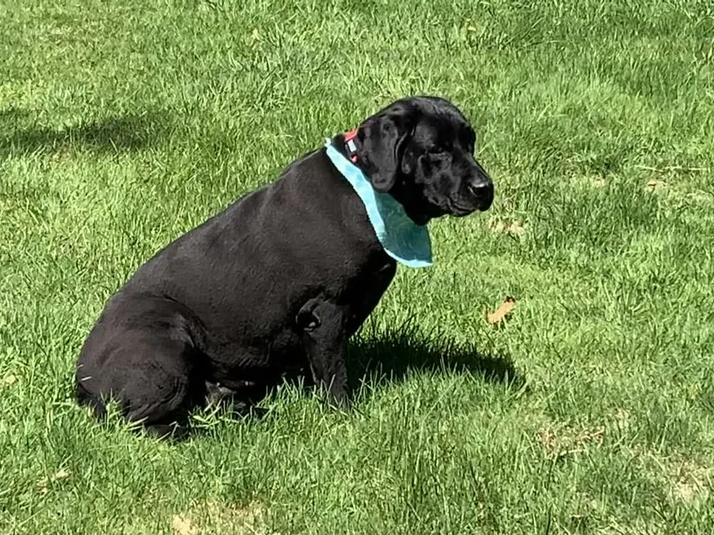 Professional yard cleanup service in Charlestown, RI - Coppermyne Farm