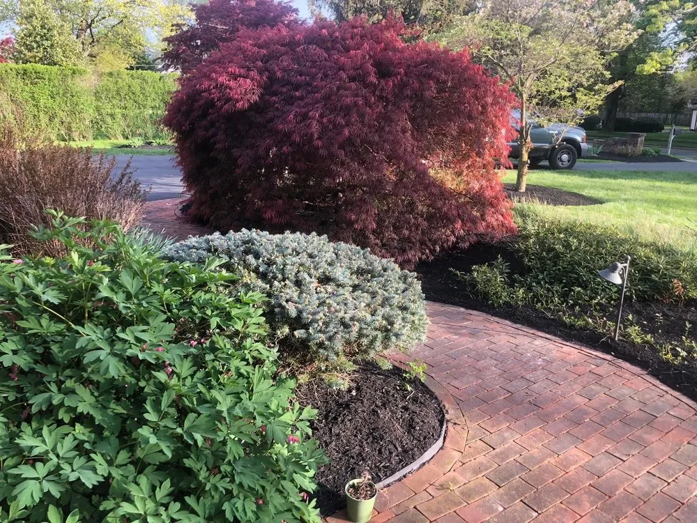 Reliable lawn care service in Norristown, PA - Coqui Lansdcaping