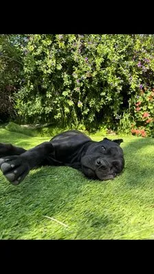 Corado Landscaping & Paver Logo