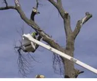 Professional yard cleanup service near you in Norristown, PA by Corbo Tree & Landscaping Service