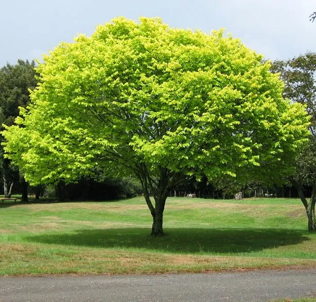 Professional lawn mowing service experts serving Norristown, PA - Corbo Tree & Landscaping Service