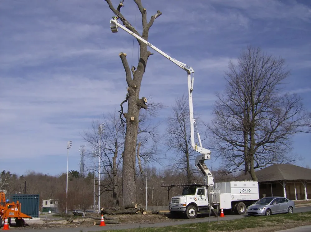 Custom landscaping services in Norristown, PA - Corbo Tree & Landscaping Service