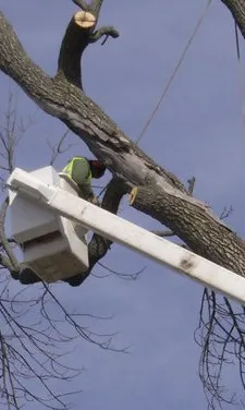 Local landscaping services in Norristown, PA by Corbo Tree & Landscaping Service