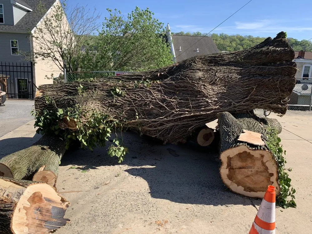 Top-rated yard maintenance in Norristown, PA by Corbo Tree & Landscaping Service