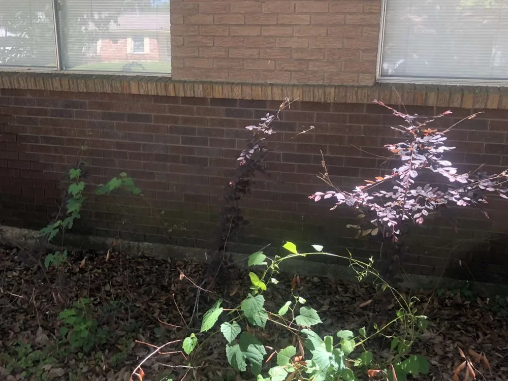 Expert lawn mowing service for beautiful yards in Bossier City, LA by Corbyn's Home Solutions