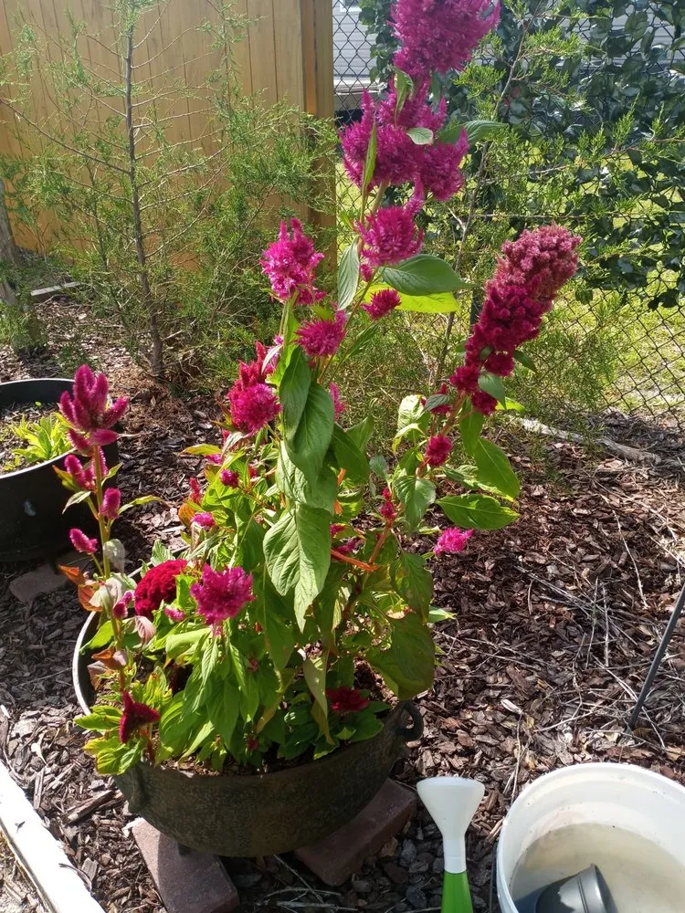 Custom outdoor landscaping in Bolivia, NC - Cordell's Remodeling and Landscaping