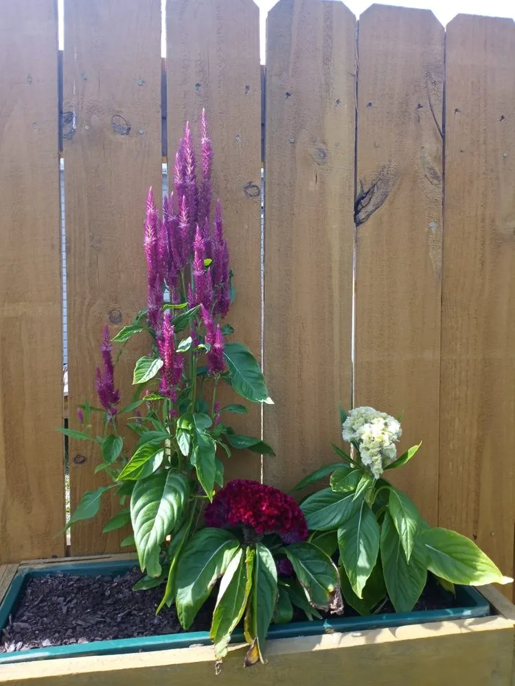 Expert outdoor landscaping in Bolivia, NC - Cordell's Remodeling and Landscaping