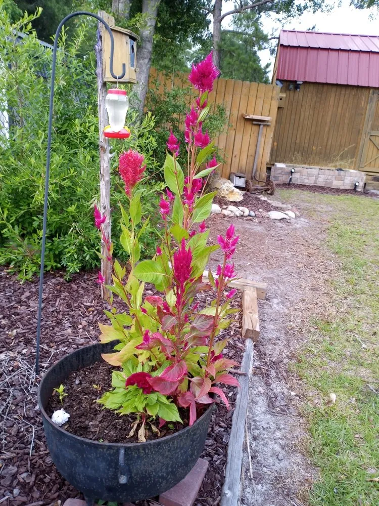 Top-rated garden landscaping in Bolivia, NC - Cordell's Remodeling and Landscaping