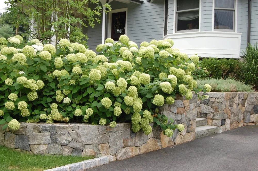 Reliable lawn mowing service experts serving Towaco, NJ - Cording Landscape Design