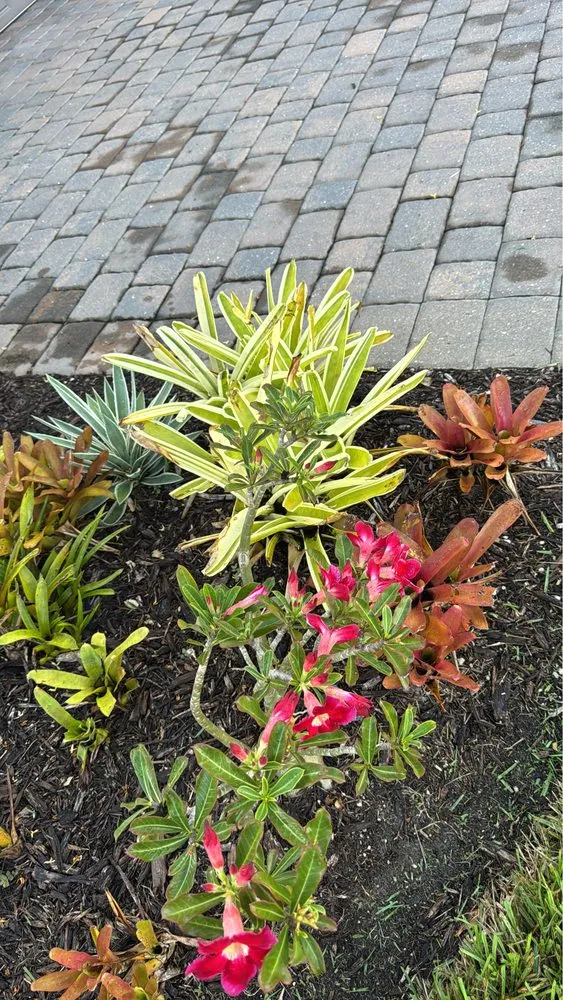 Professional garden landscaping for homes in Lehigh Acres, FL by Cordoba Landscaping Service