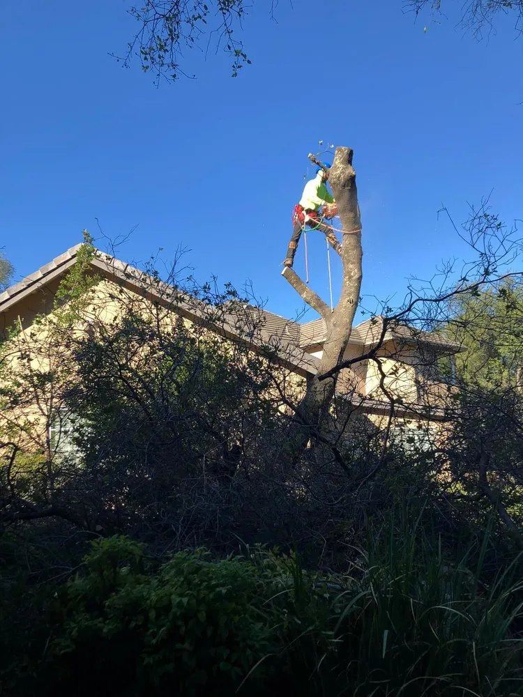 Trusted yard maintenance experts serving Newcastle, CA - Cordon Landscaping