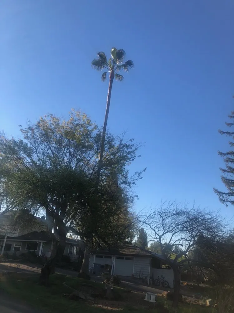 Custom landscape design in Newcastle, CA by Cordon Landscaping