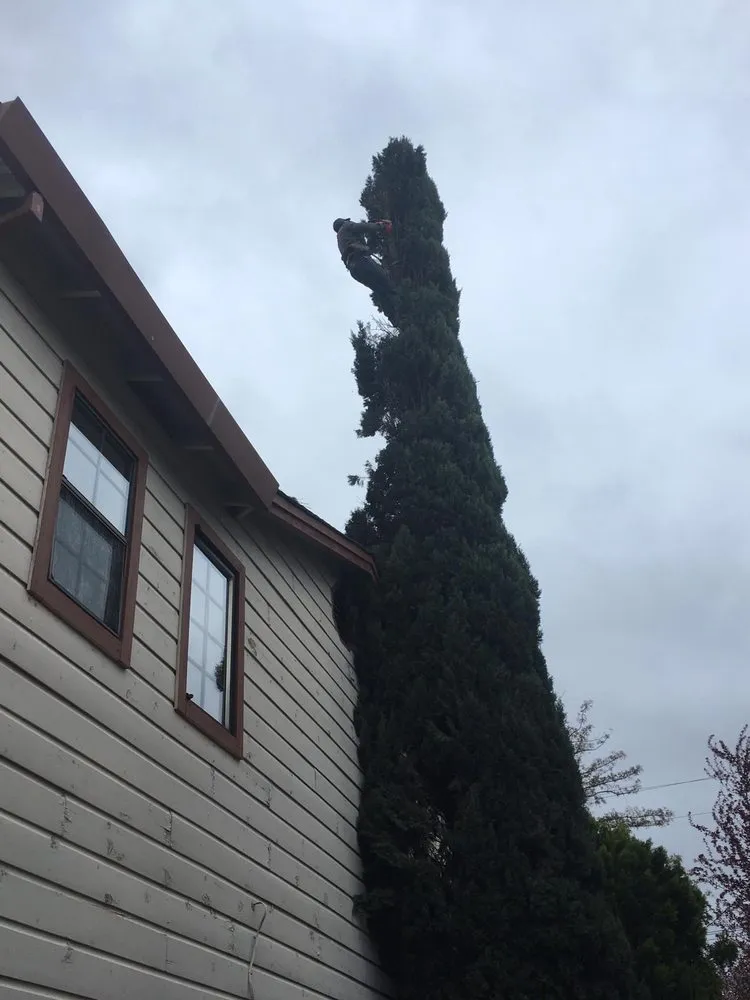 Custom lawn care service experts serving Newcastle, CA - Cordon Landscaping