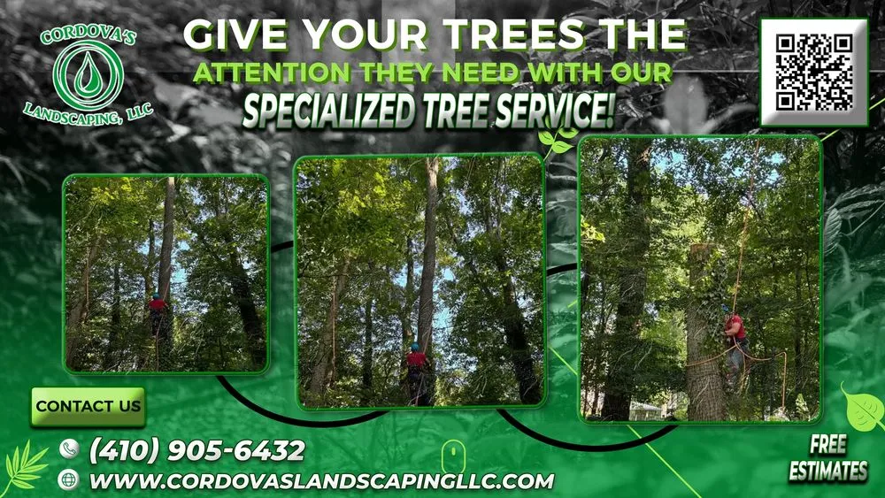 Top-rated residential landscaping in Cockeysville, MD - Cordova's Landscaping