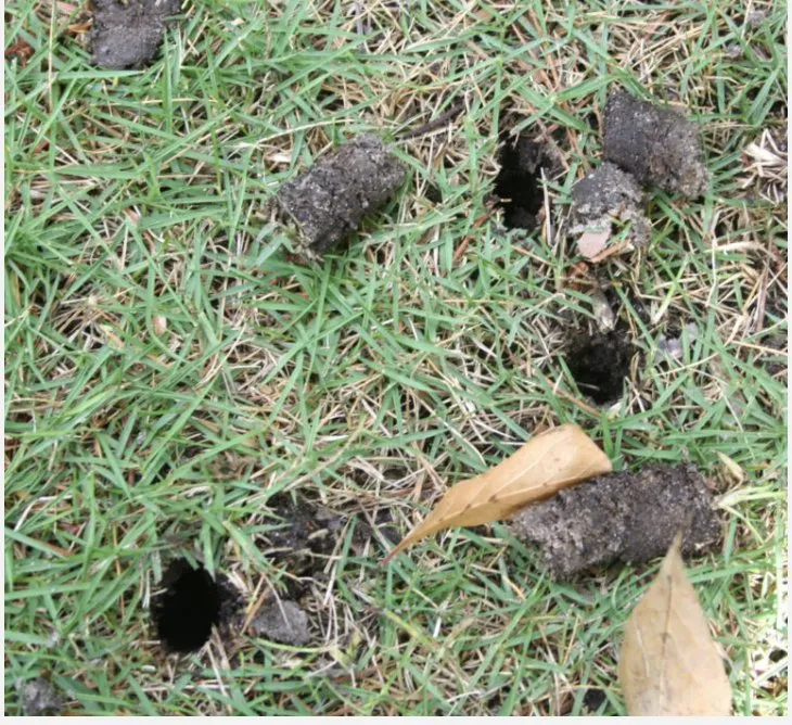 Trusted yard cleanup service for homes across Clarksville, TN - Core Aeration & Over seeding Services