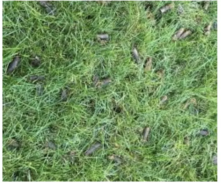 Local lawn care service in Clarksville, TN by Core Aeration & Over seeding Services