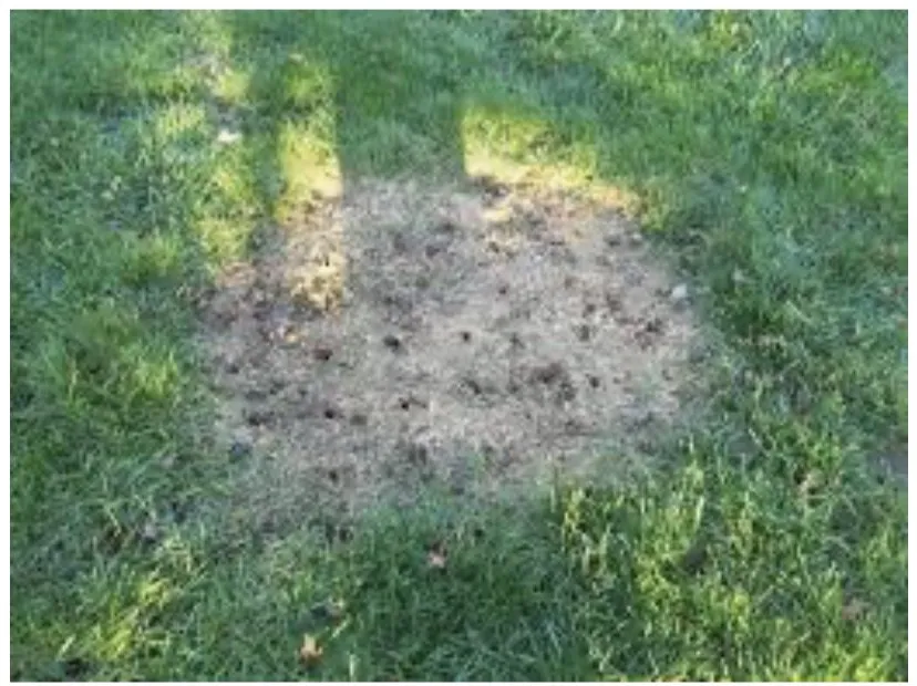 Professional landscape installation near you across Clarksville, TN - Core Aeration & Over seeding Services