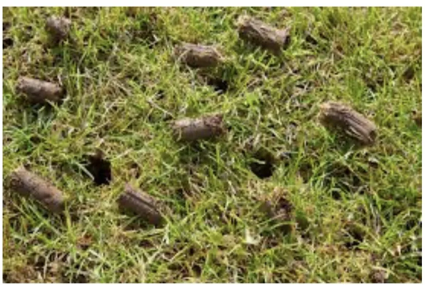 Reliable residential landscaping experts serving Clarksville, TN - Core Aeration & Over seeding Services