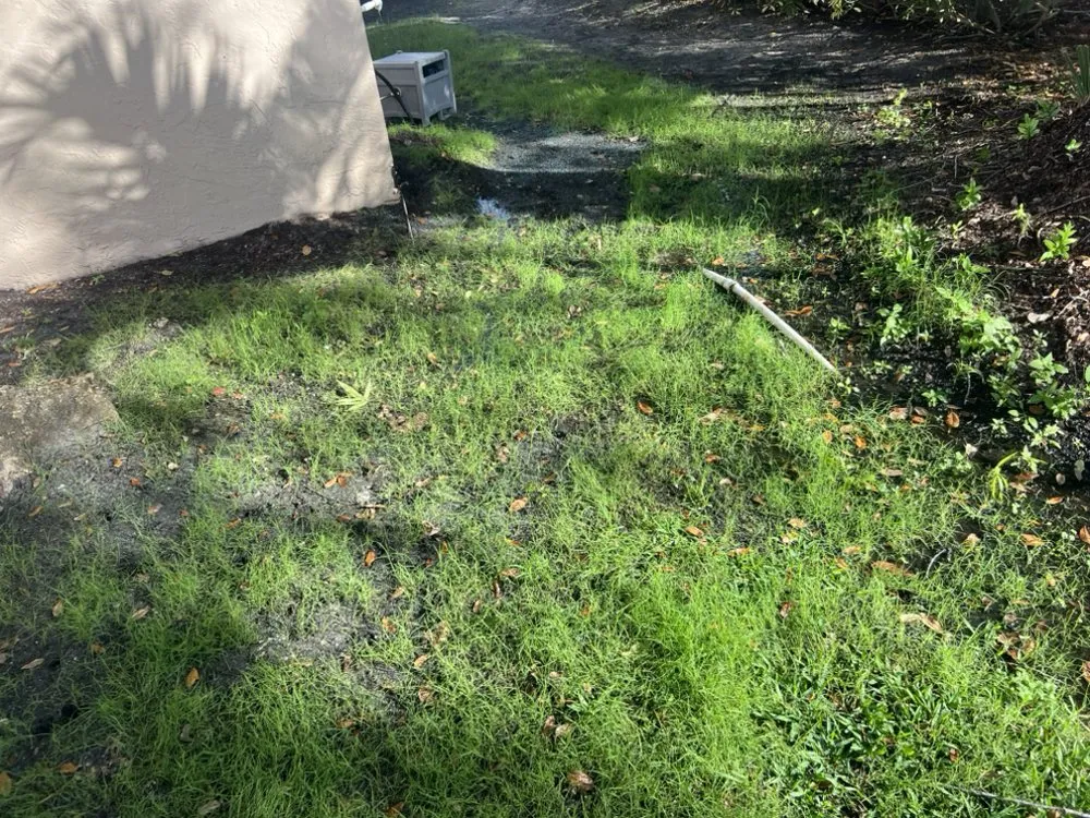 Custom lawn care service experts serving Richmond West, FL - Coreas Plants