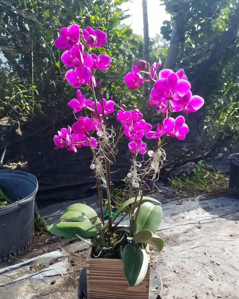 Expert residential landscaping for year-round maintenance across Richmond West, FL - Coreas Plants