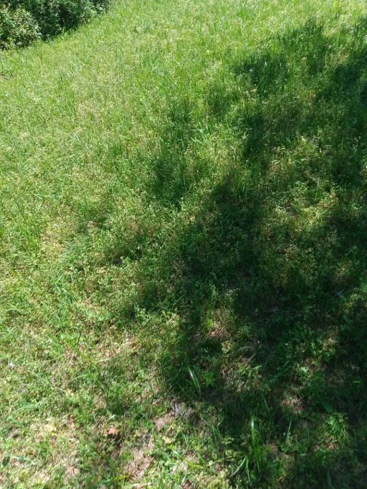 Reliable yard maintenance in Onalaska, TX - Corey's Lawn Care and Light Landscaping