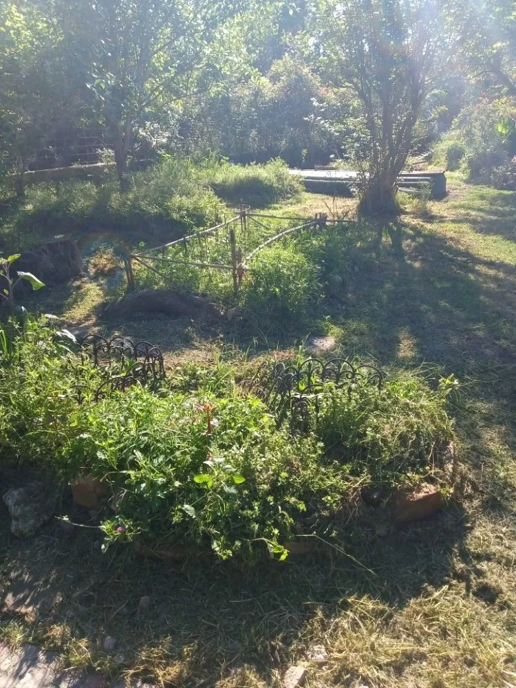 Local yard cleanup service for year-round maintenance across Onalaska, TX - Corey's Lawn Care and Light Landscaping