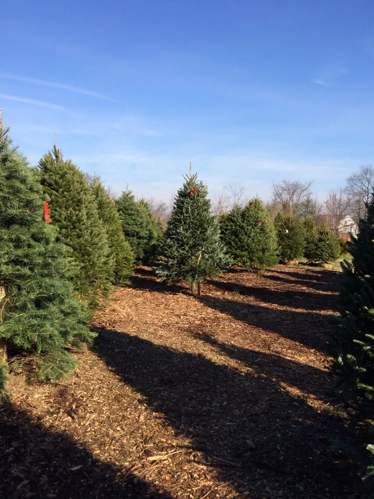 Trusted yard cleanup service in Collegeville, PA by Corkum Tree Farm