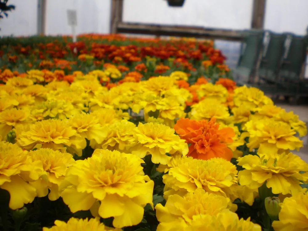 Custom residential landscaping in Coal Valley, IL by Corn Crib Nursery