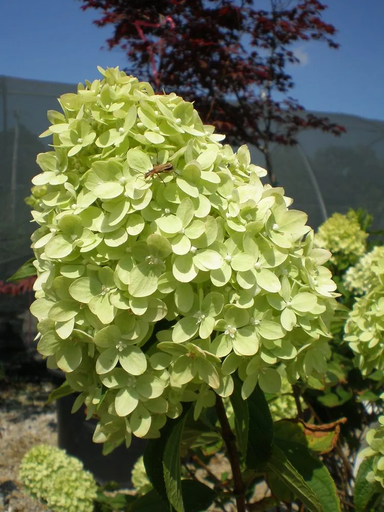 Reliable outdoor landscaping for homes in Coal Valley, IL by Corn Crib Nursery