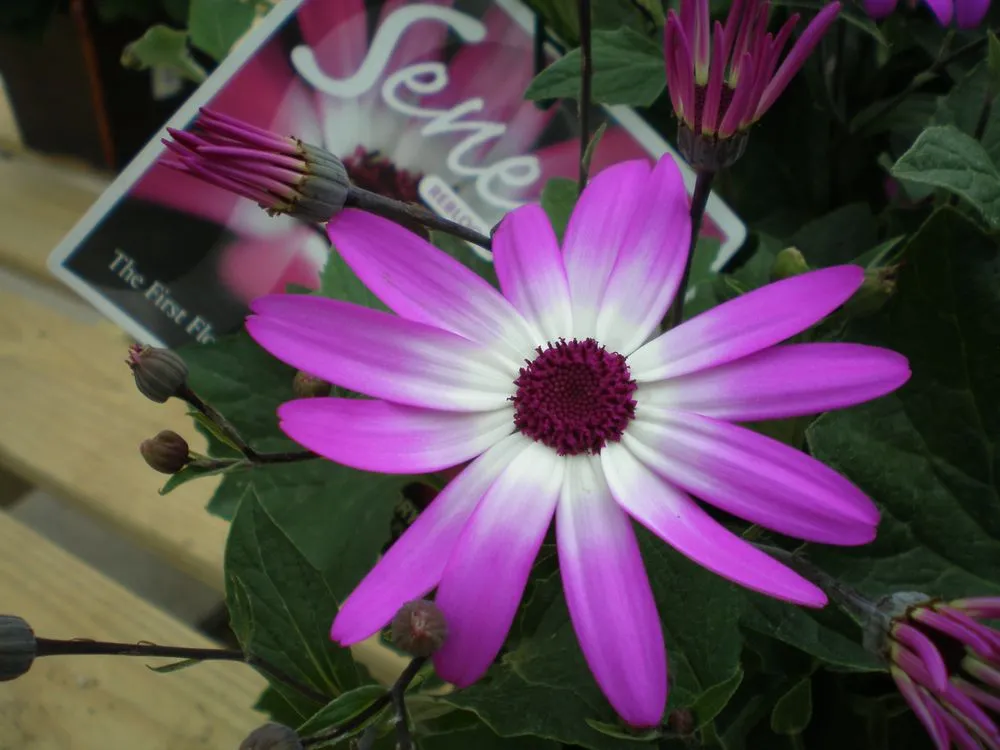 Custom residential landscaping for outdoor upgrades in Coal Valley, IL by Corn Crib Nursery