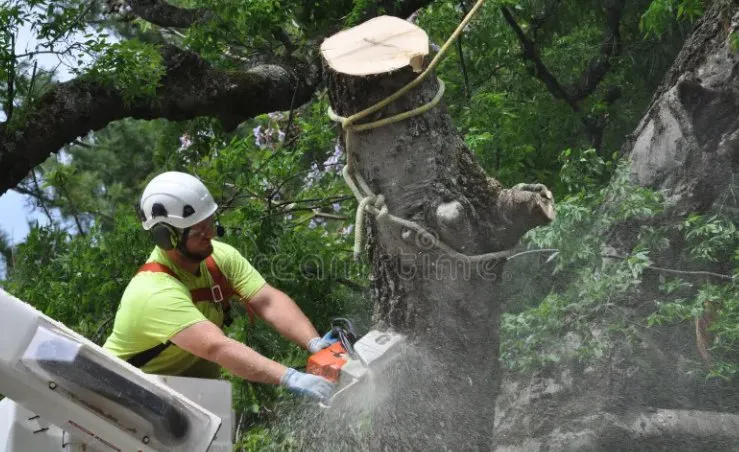 Custom landscaping services in Bell, FL - Cornell Customs