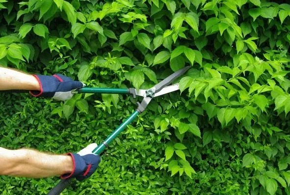Custom yard cleanup service experts serving Bell, FL - Cornell Customs