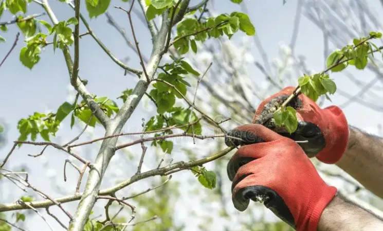 Trusted landscape installation experts serving Bell, FL - Cornell Customs