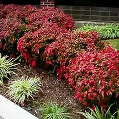 Trusted residential landscaping in Waynesville, NC by Cornerstone Landscaping & Maintenance