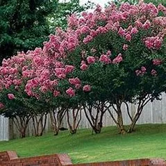 Reliable lawn care service with custom design in Waynesville, NC by Cornerstone Landscaping & Maintenance